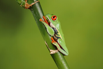 red eyed tree frog