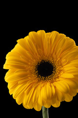 Gerbera flower of yellow color on black background