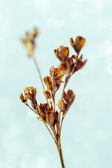 Macro image of a grass stalk after seed loss. Dry stalk of field grass on the background