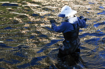 An early-morning view of a worker herding white amur fish in the waters of a canal to be depleted for maintenance