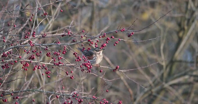 grive mauvis (Turdus iliacus) mangeant des baies