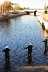Obraz premium Three canal workers in protective gear herd white amur fish during water management operations to clear aquatic life ahead of scheduled infrastructure maintenance