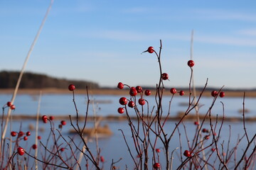 Berries at the Marshes
