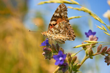 Close-up view of a beautiful Butterfly Drawn by Lady (Vanessa Cardui, Family: Nymphalids) on a blue flower in a meadow in the wild.