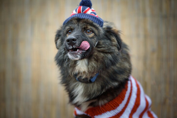 Abandoned dog from a dog shelter poses in a blouse with a hat and scarf. It was a humanitarian action for helping a stray dogs