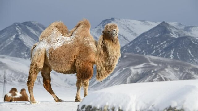 Rare footage of bactrian camel in winter landscape with Altai mountains