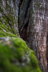 Tree bark with moss