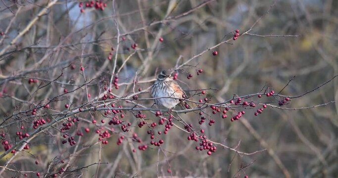 grive mauvis (Turdus iliacus) pos&eacute; dans une haie d'aub&eacute;pine