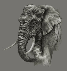 African elephant isolated on grey background. Pencil drawing