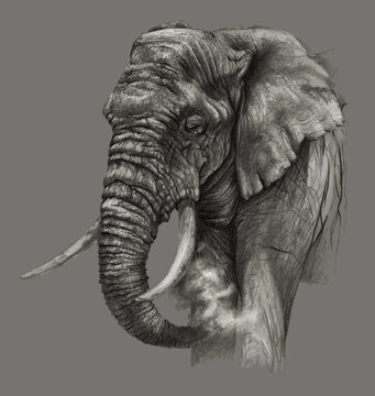 150 Elephant Side View Drawing Illustrations RoyaltyFree Vector Graphics   Clip Art  iStock