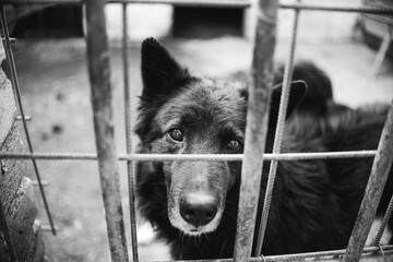 Sad dogs abandoned in the kennel, animal abuse and dog rescue