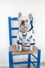 Beautiful French Bulldog wearing a hoodie sitting on blue Chair. One eye French Bulldog. Dog with Disability.
