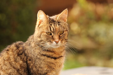 a sweet beautiful domestic cat is sitting relaxed in the garden in the sunshine closeup with a soft green and brown background