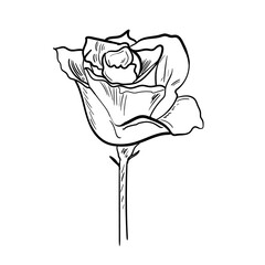 Sketch Rose Bud, hand drawn rose. Vector illustration