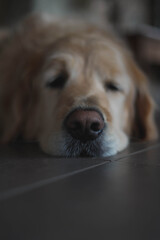 detail photograph of a dog's nose
Golden retriever
