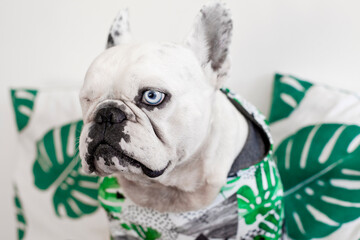 A Dog with one Eye. French Bulldog with One Eye. A dog with a disability. French Bulldog wearing a hoodie sitting on the tropical background.