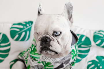 A Dog with one Eye. French Bulldog with One Eye. A dog with a disability. French Bulldog wearing a hoodie sitting on the tropical background.