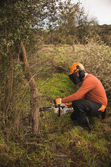 Forestry technician pruning holm oak tree with chainsaw in the field. Forest agent and manager of the environment
