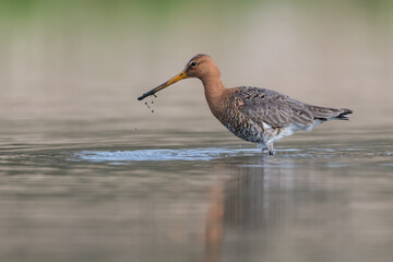 Black-tailed godwits (Limosa limosa) standing in shallow water of the wetlands, photo was taken in the Netherlands.