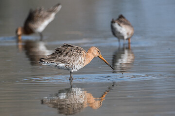 Black-tailed godwits (Limosa limosa) standing in shallow water of the wetlands, photo was taken in the Netherlands.