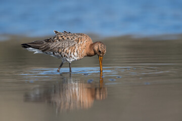 Black-tailed godwits (Limosa limosa) standing in shallow water of the wetlands, photo was taken in the Netherlands.