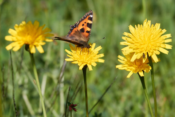 Schmetterling an einer gelben Blüte