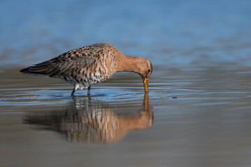 Black-tailed godwits (Limosa limosa) standing in shallow water of the wetlands, photo was taken in the Netherlands.