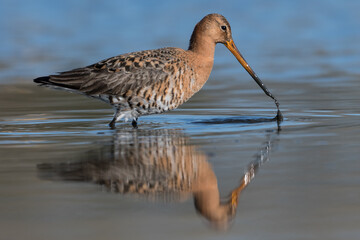 Black-tailed godwits (Limosa limosa) standing in shallow water of the wetlands, photo was taken in the Netherlands.