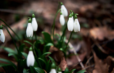 First wild spring flowers showed their leaves and petals after hibernation. White snowdrops grow in forest in clearing. Horizontal floral banner with space for text and soft bokeh.