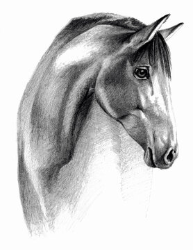Horse profail isolated on white background. Pencil drawing, monochrome image