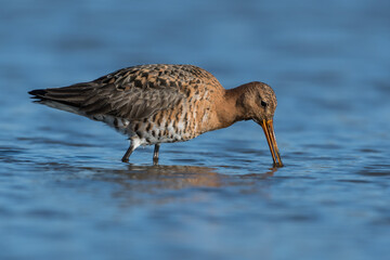 Black-tailed godwits (Limosa limosa) standing in shallow water of the wetlands, photo was taken in the Netherlands.