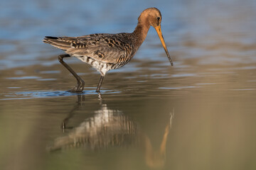 Black-tailed godwits (Limosa limosa) standing in shallow water of the wetlands, photo was taken in the Netherlands.