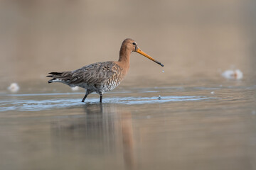 Black-tailed godwits (Limosa limosa) standing in shallow water of the wetlands, photo was taken in the Netherlands.