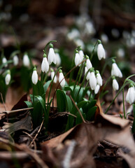 First wild spring flowers showed their leaves and petals after hibernation. White snowdrops grow in forest in clearing.