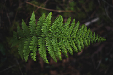 detail photograph of a fern in the forest

