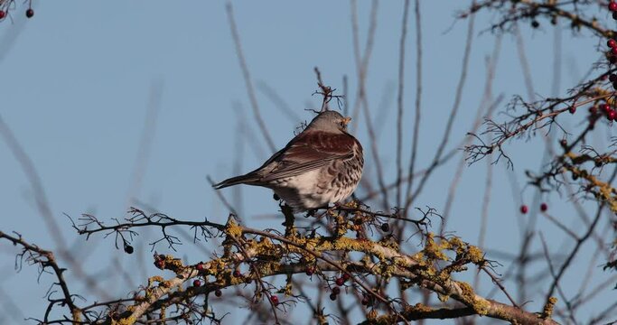 grive litorne (Turdus pilaris) pos&eacute;e sur une branche