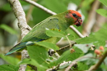 Scharlachkopfpapagei auf einem Zweig