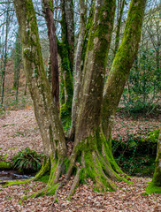 Brittany, France; February 17, 2021: a tree with several departures of branches Val sans retour, Val perilleux or even Val des faux amants, fairy forest of Brocéliande, Tréhorenteuc in the Morbihan.