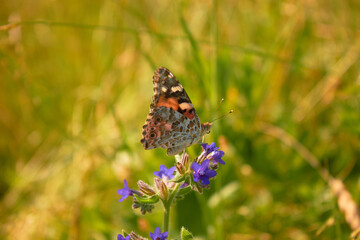 Close-up view of a beautiful Butterfly Drawn by Lady (Vanessa Cardui, Family: Nymphalids) on a blue flower in a meadow in the wild.