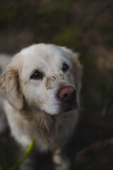ground spotted golde retriever dog photography
