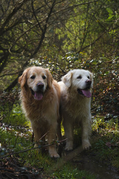 photograph of a pair of golde retriever dogs in the forest
