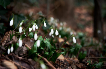 First wild spring flowers showed their leaves and petals after hibernation. White snowdrops grow in forest in clearing. Horizontal floral banner with space for text and soft bokeh.