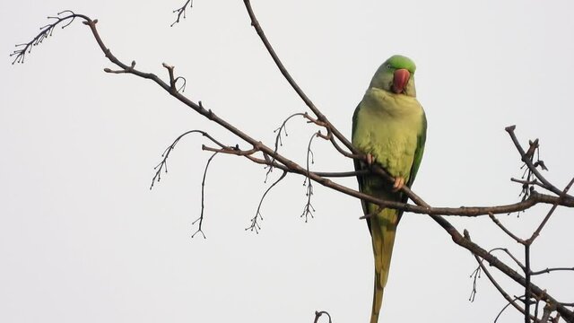 Gro&szlig;er Alexandersittich (Psittacula eupatria) in Wiesbaden im Schlosspark Biebrich