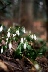 Obraz premium First wild spring flowers showed their leaves and petals after hibernation. White snowdrops grow in forest in clearing.