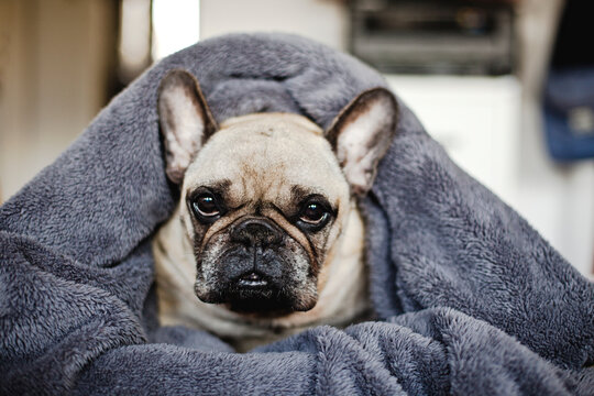 Beautiful Dog wrapped in a blanket sitting on the Bed. Cute Adorable French Bulldog. 