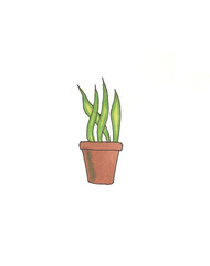 botanical illustration. potted houseplant