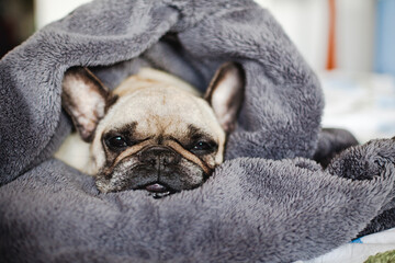 Sleepy Dog wrapped in a blanket. Cute French Bulldog. 