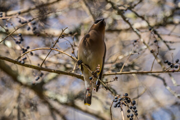 Cedar waxwing bird on a branch closeup