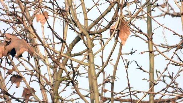 Gro&szlig;er Alexandersittich (Psittacula eupatria) in Wiesbaden im Schlosspark Biebrich