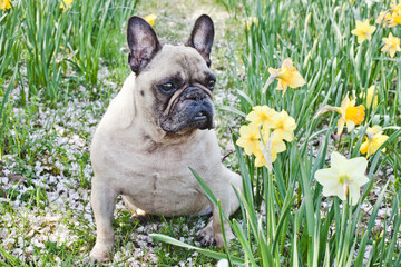 Cute French Bulldog among flowers. Dog and Daffodils flowers. Springtime lovely time. 